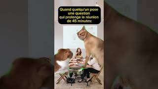 Quand tout le monde veut partir mais quelqu’un pose LA question chat humour drole travail lol [upl. by Lockwood]