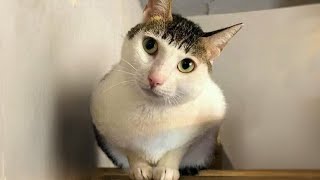 FUNNY CATS prepare yourself to CRY WITH LAUGHTER  Best CAT VIDEOS 2024 [upl. by Ahsitel]