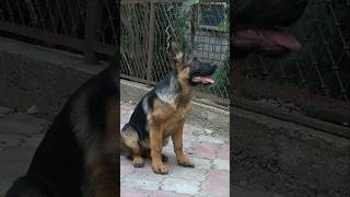 Smart and obedient German Shepherd puppy 4 months Odessa [upl. by Urbanus824]