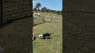 Boonah Working Dog Sale “Hazel” [upl. by Malorie]