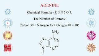 ATP  ADP  AMP  Three Energy Molecules  Hindi  Vital for Active Transport across Cell Membrane [upl. by Mackler]