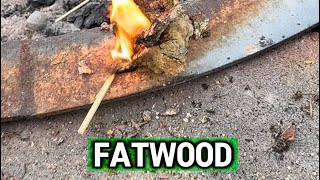 What is Fatwood [upl. by Efthim42]