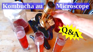 🔴 🔬 Kombucha au microscope images réponses et questions ouvertes [upl. by Asehr]