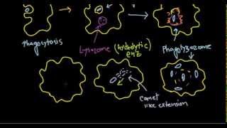 Listeria monocytogenes pathogenesis [upl. by Saltsman]