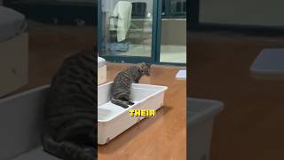 Acupuncture for kittens with paralyzed hind limbs healing pets familyhealing cat love shorts [upl. by Thynne]