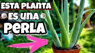 El 97 de los JARDINEROS tiene Esta PLANTA en CASA por ESTO Usos y beneficios del aloe vera Sábila [upl. by Ddarb]