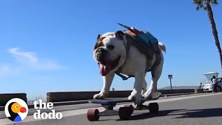 English Bulldog Can Skate Better Than You  The Dodo [upl. by Savanna]