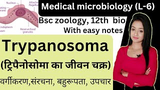 Medical Microbiology L6 life cycle of trypanosoma trypanosoma microbiology bsc zoology knowled [upl. by Eerat635]