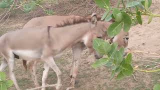 Donkey mating meeting [upl. by Gerald979]