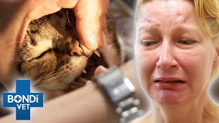 Vet Desperate Fights To Save Cat Poisoned After Ingesting Painkillers💔  Bondi Vet Clips  Bondi Vet [upl. by Rezeile]