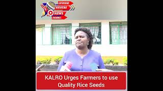 KALRO Urges Farmers to use Quality Rice Seeds [upl. by Enailil822]