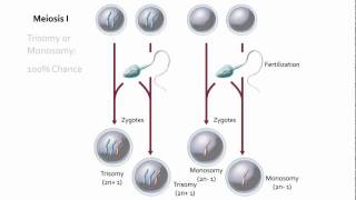 Visualizing Nondisjunction [upl. by Studley]