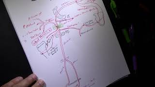 ARTERIAL SUPPLY OF THE UPPER EXTREMITY [upl. by Whittemore]