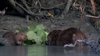 Natura sală de clasă  Zoologie  Lecția 3  Castorul European [upl. by Peltier941]