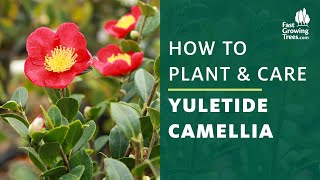 Yuletide Camellia  How to Plant and Care [upl. by Yalc727]