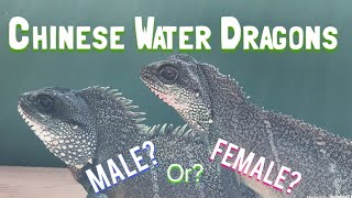 Chinese Water Dragons Differentiating Males amp Females [upl. by Areem]