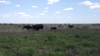 Bison running at Caprock Canyons State Park [upl. by Ytsihc]