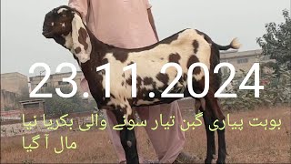 boht pyari havi shok wali tiyar sone wali bakriya rabta 03114132299 [upl. by Brodench]