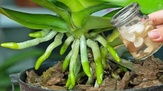 Old orchids quickly take root and bloom thanks to this trick [upl. by Friedland851]