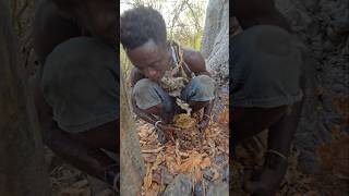 Hadza Eats Honey Infront Of Angry Beesshortsfeed hadzabetribe [upl. by Airec760]