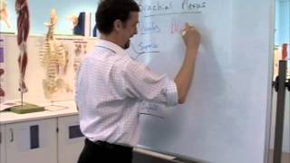 Drawing the brachial plexus [upl. by Ted]