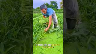 quotWhy Water Spinach is China’s Favorite Superfoodquot virulshorts shortsvideo [upl. by Assirac5]