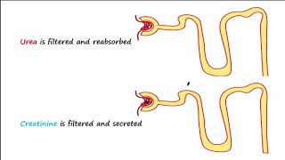 BUN and Creatinine [upl. by Lorien]