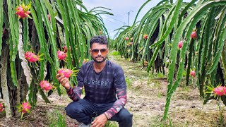 The Most Cultivated Variety of Dragon Fruit in Vietnam WhatsApp 8571930967 dragonfruit pitaya [upl. by Vaios80]