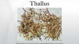 Thallus [upl. by Yrram472]