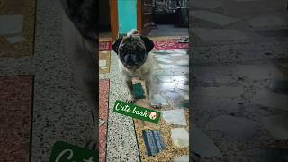 pug dog barking video  pugbarking doglovers barkingsound [upl. by Zandra]