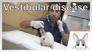 🐰 RABBITS Vestibular disease in rabbits [upl. by Ytirehc465]