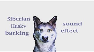 How A Siberian Husky Barking  Sound Effect  Animation [upl. by Enyaz]