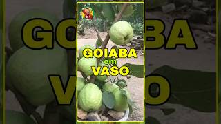 GOIABA TAILÂNDESA COMO FAZER MUDA POR GALHO PARA VASO frutas fruit [upl. by Suiravat959]