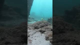 Pompano Pier underwater camera [upl. by Foscalina]