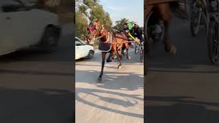 Mastana jogiyoutubeshortsvideo horselover [upl. by Stanhope]