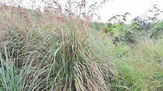 Citronella Grass Cymbopogon nardus [upl. by Ynahpit]