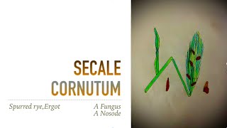 SECALE CORNUTUM [upl. by Linzy]