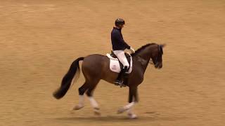 Dressage Unwrapped  2019 Olympia The London International Horse Show [upl. by Asaret]