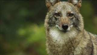 Meet the Coywolf A New Hybrid Carnivore Roams the City  MetroFocus [upl. by Nnasus]