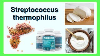 Streptococcus thermophilus [upl. by Field]