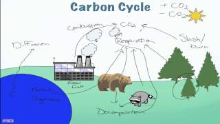 Carbon Cycle Processes [upl. by Nahttam]