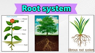 Root system and their types  Tap root and fibrous root in hindi [upl. by Ubana105]