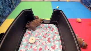 Shiba Inu Puppy Cam  KTeam  Week 4  AM2 [upl. by Japeth820]