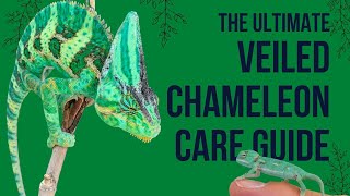 Veiled Chameleon Care Guide [upl. by Siol230]