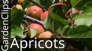 Apricot  Prunus armeniacum  Growing Apricots  How to prune Apricot Tree [upl. by Oren]