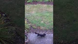 Little black🐕dog🇭🇺Hungarian breed Pumi caught on hidden camera shorts USA [upl. by Letti46]