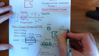 The PI3K  Akt  mTOR Pathway Part 6 [upl. by Elmajian361]