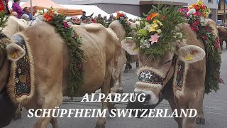 ALPABFAHRT 2023 SCHÜPFHEIM SWITZERLAND [upl. by Ardnossak641]