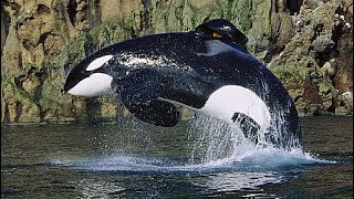 Keiko the Killer Whale [upl. by Corrianne59]