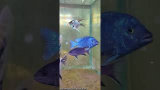 Фенохилус Танзания placidochromis phenochilus tanzania [upl. by Enyalahs]